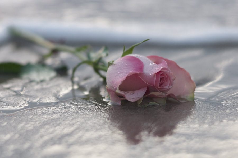 rose on the beach, starting point