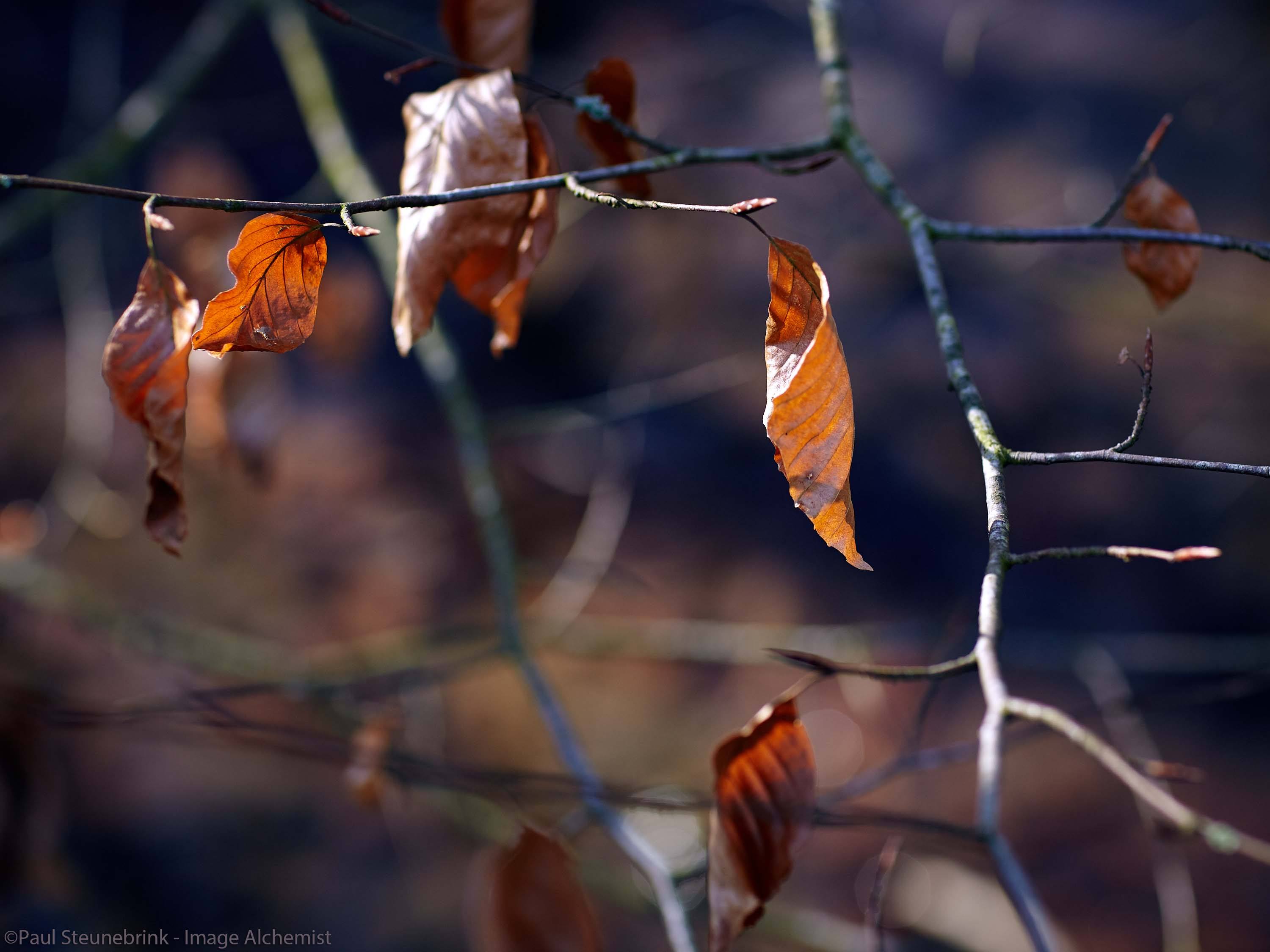 forest in autumn