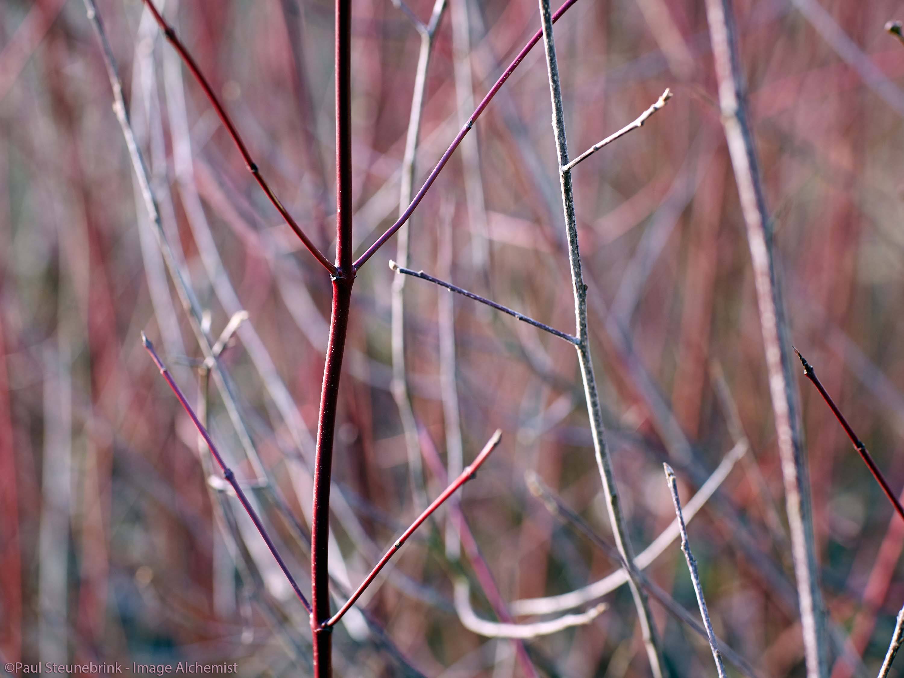 forest in the winter