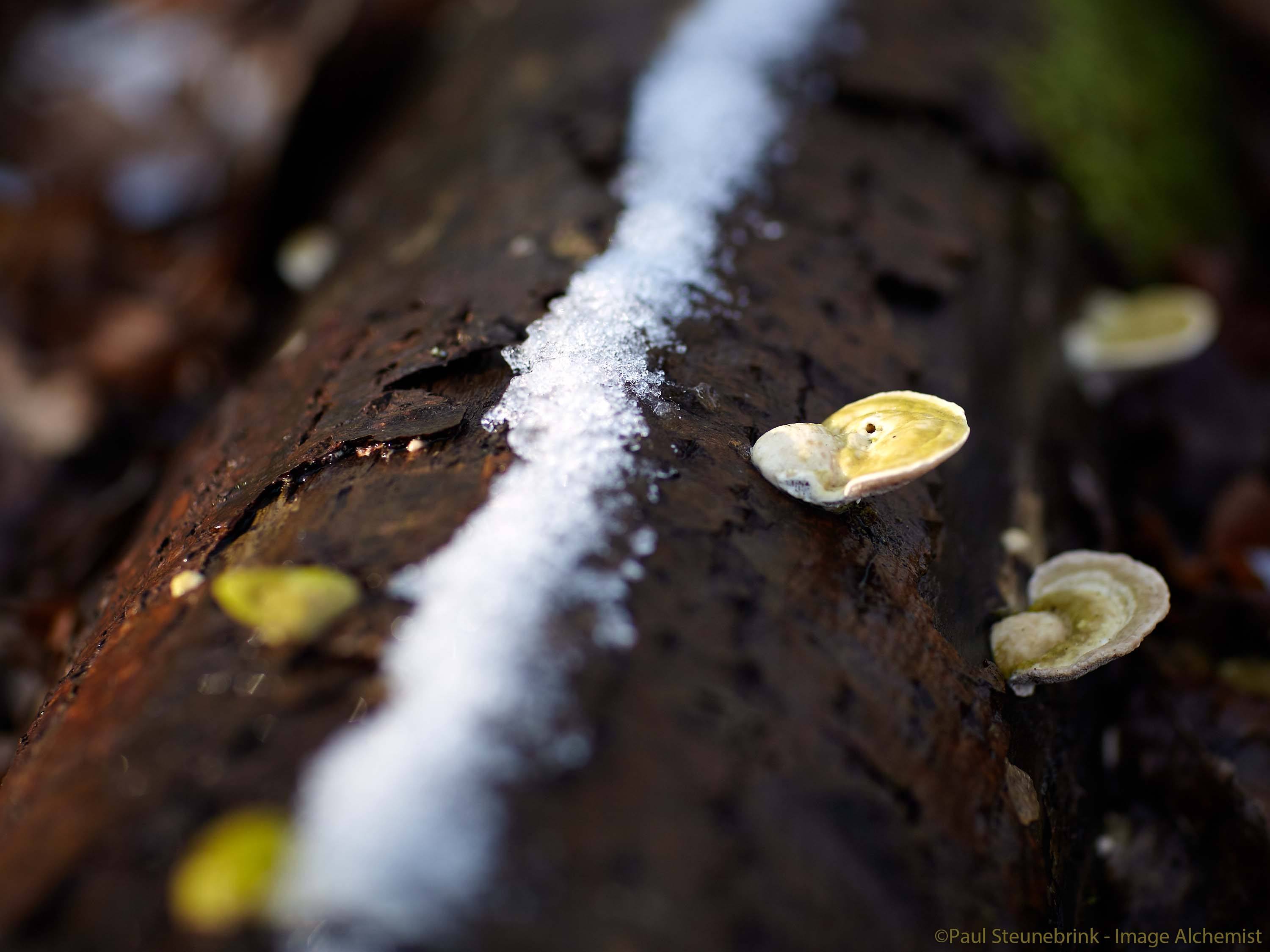 fallen tree in winter