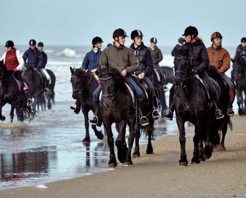 black horses on Dutch beach