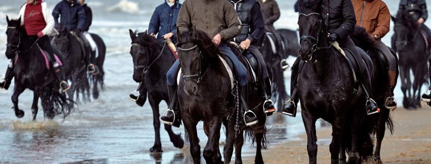 black horses on Dutch beach