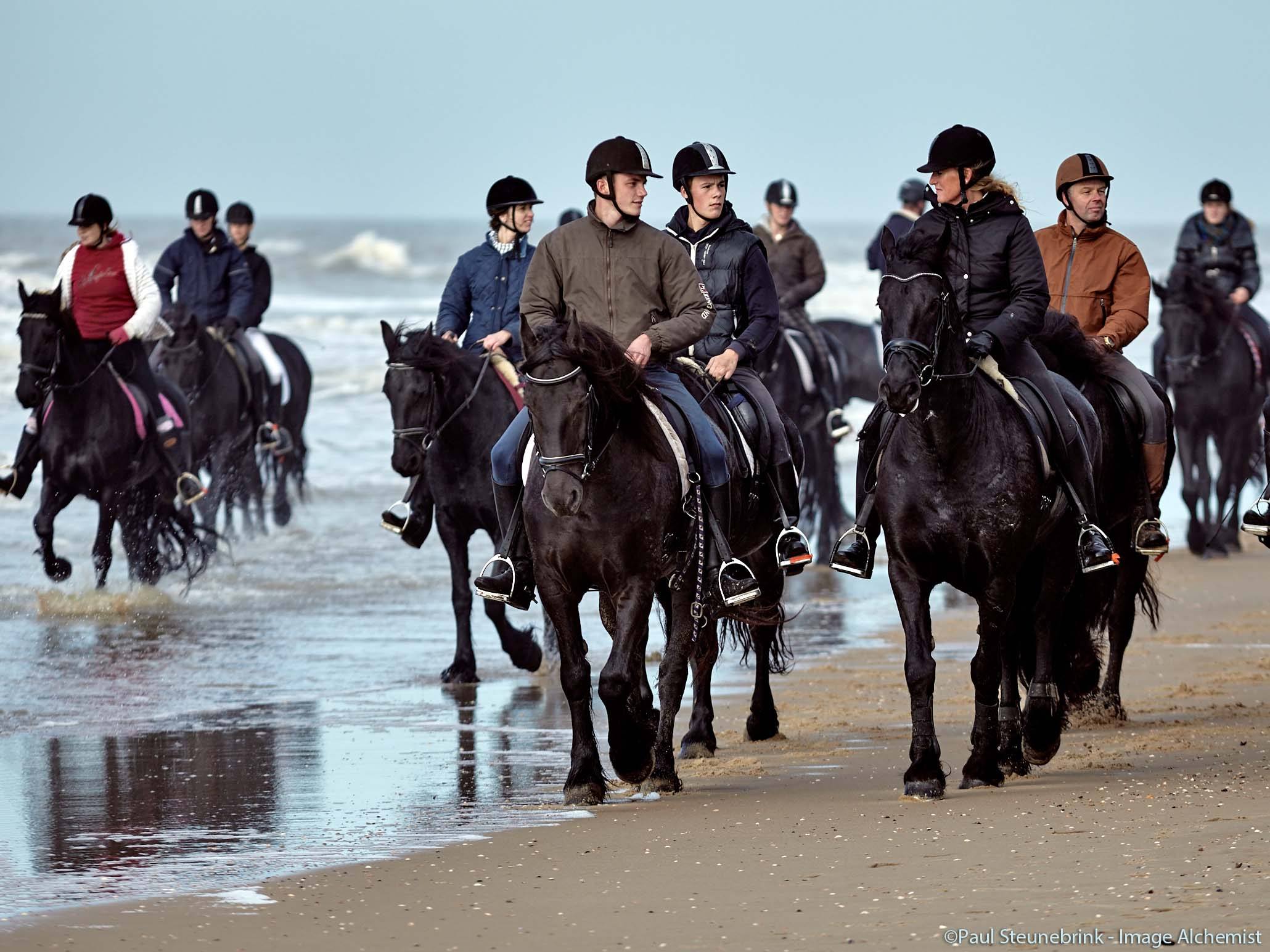 black horses on Dutch beach