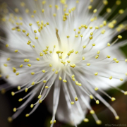 flower in close-up