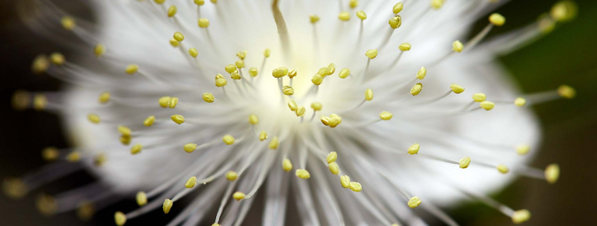 flower in close-up