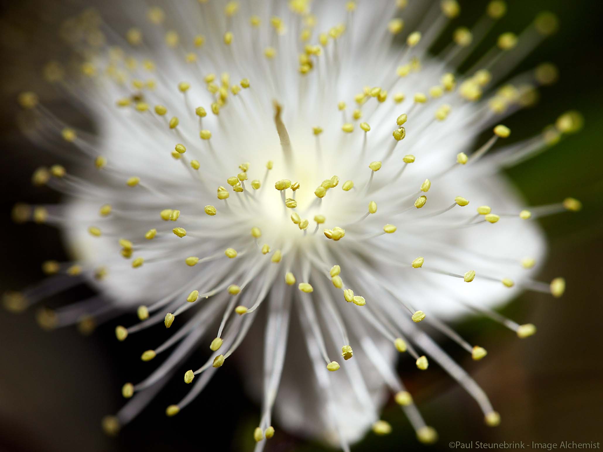 flower in close-up