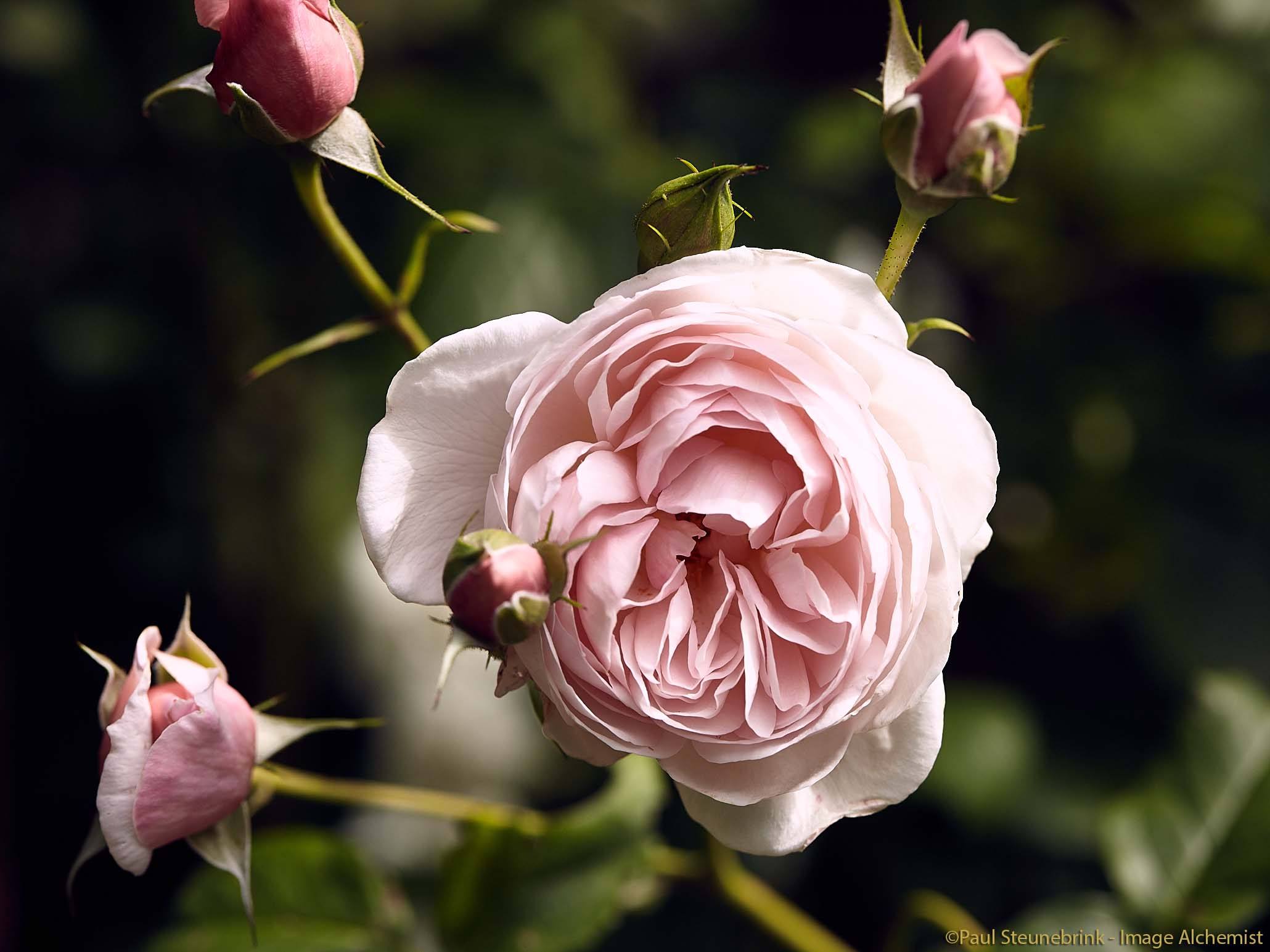 capture one preferences, pink rose