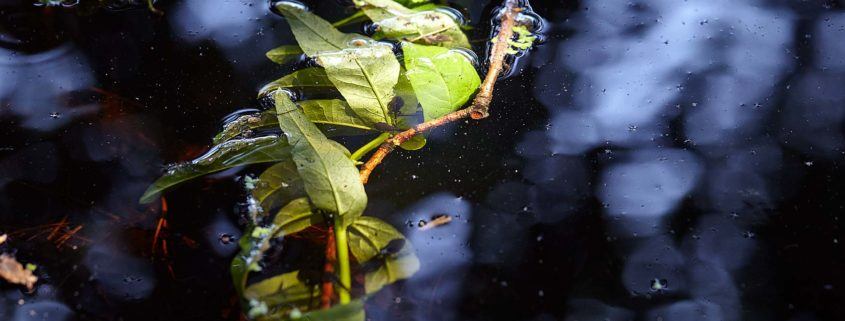 capture one preferences, tree branch in water