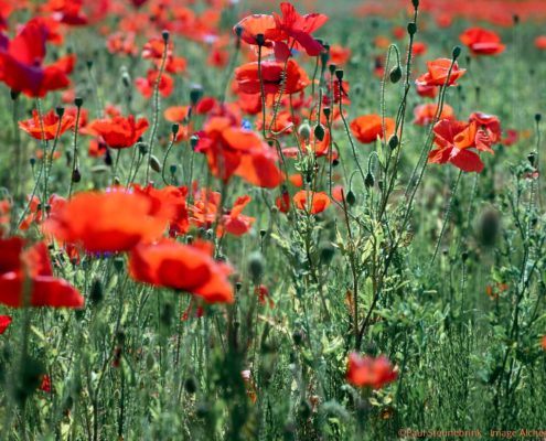 capture one pro 11 review, field poppies