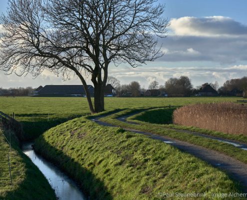 tree at small canal, countryside