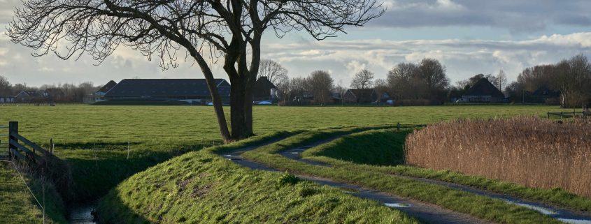 tree at small canal, countryside