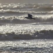 seagull near the beach, capture one, histograms