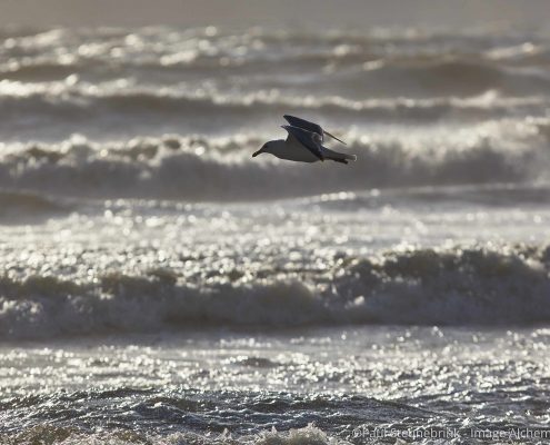 seagull near the beach, capture one, histograms