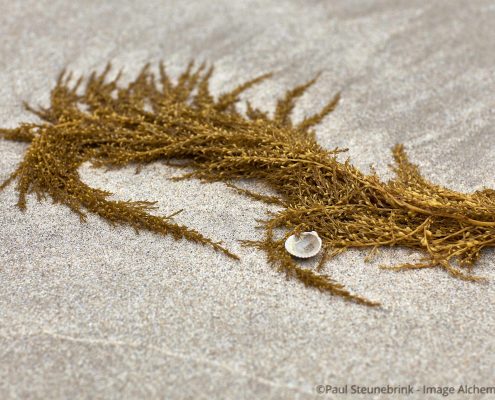seaweed on the beach, capture one, processing pipeline