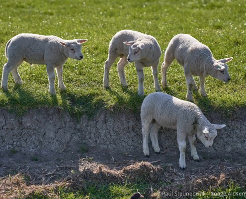 lambs in the meadow, spring 2020