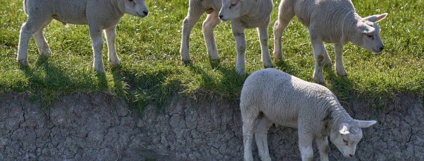 lambs in the meadow, spring 2020