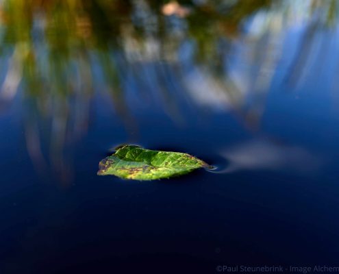 leaf in the water, close-up