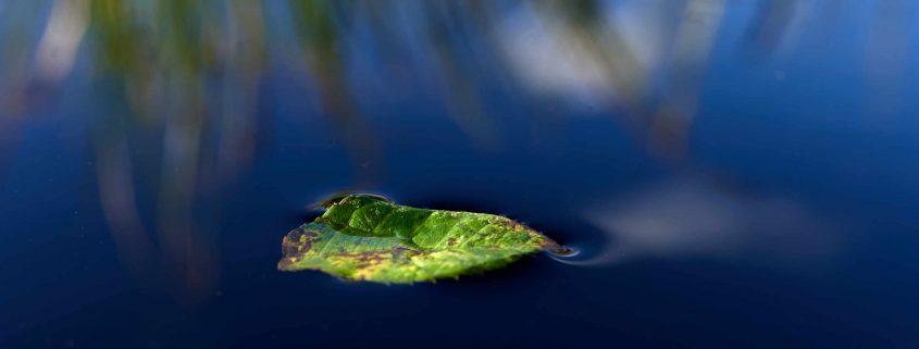 leaf in the water, close-up