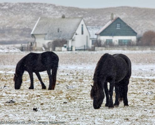 horses in the snow, dunes in background