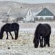 horses in the snow, dunes in background