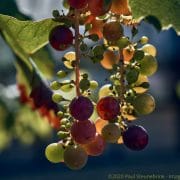 grapes in september, with style