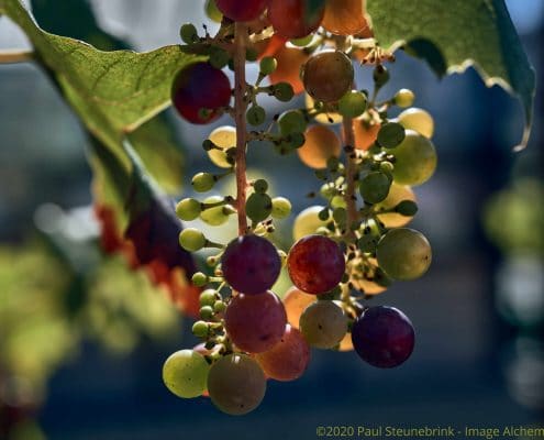 grapes in september, with style