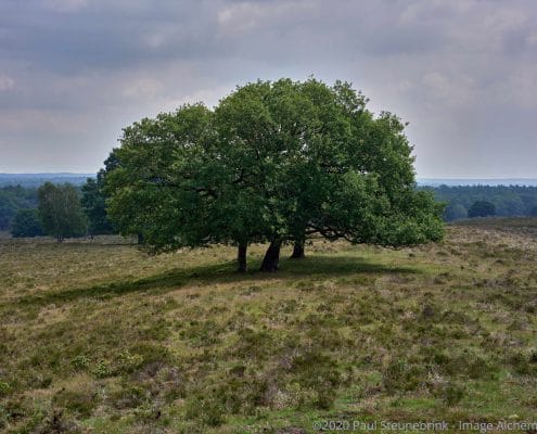 tree in field