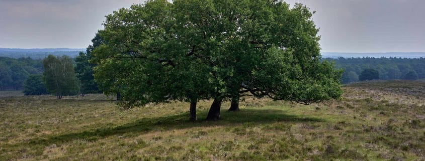 tree in field