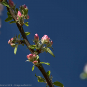 blossom against blue sky