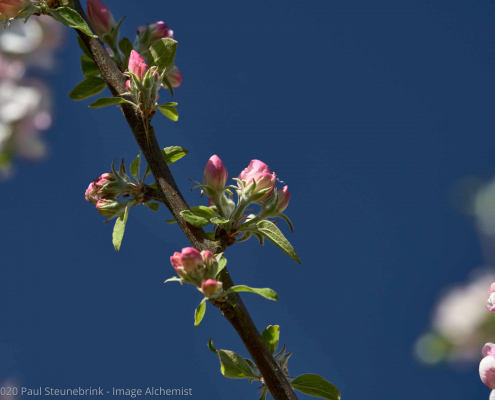 blossom against blue sky