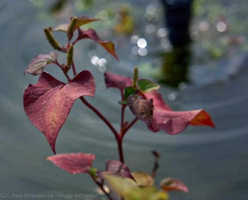 leaf in fountain, tethering sony to capture one