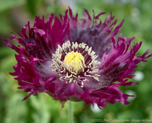 blooming poppy, capture one