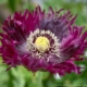 blooming poppy, capture one