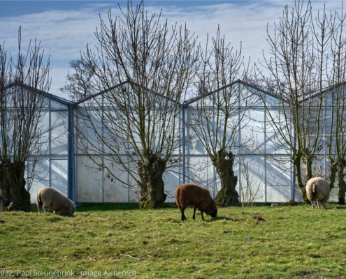 sheep and trees, split and merge capture one catalogs